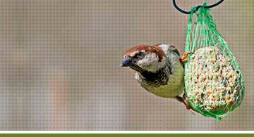 Wild bird food